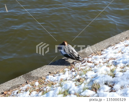 ヒドリガモ(水元公園) ヒドリガモ(水元公園) 135000329