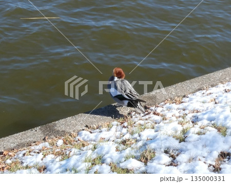 ヒドリガモ(水元公園) 135000331