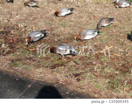 ヒドリガモ(水元公園) ヒドリガモ(水元公園) 135000345