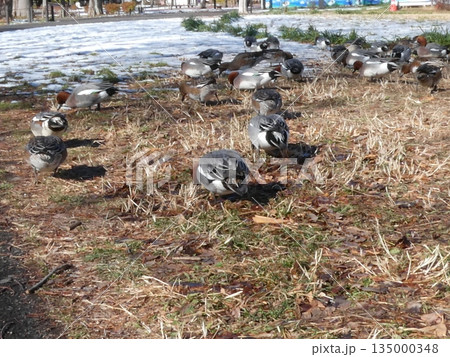 ヒドリガモ(水元公園) ヒドリガモ(水元公園) 135000348