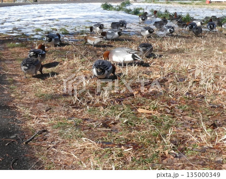 ヒドリガモ(水元公園) ヒドリガモ(水元公園) 135000349