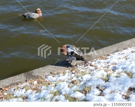 ヒドリガモ(水元公園) 135000350