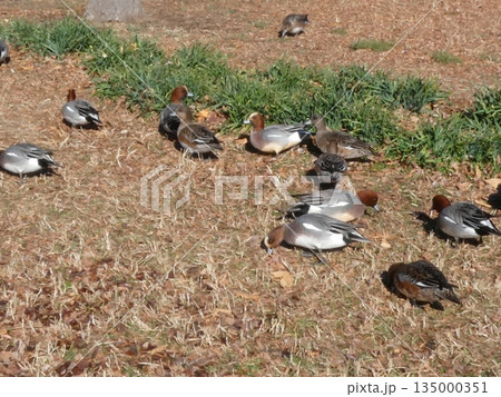 ヒドリガモ(水元公園) 135000351