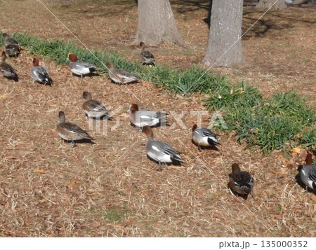 ヒドリガモ(水元公園) ヒドリガモ(水元公園) 135000352