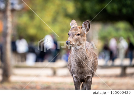 【秋】奈良公園の鹿【紅葉】 【秋】奈良公園の鹿【紅葉】 135000429