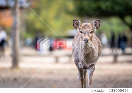 【秋】奈良公園の鹿【紅葉】 【秋】奈良公園の鹿【紅葉】 135000432