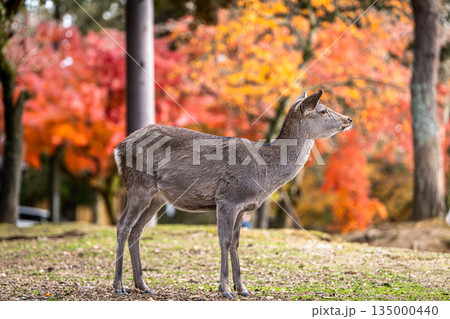 【秋】奈良公園の鹿【紅葉】 【秋】奈良公園の鹿【紅葉】 135000440
