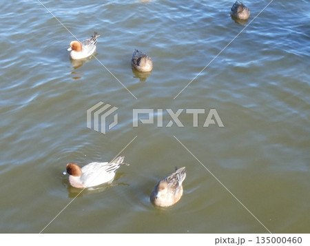 ヒドリガモ(水元公園) ヒドリガモ(水元公園) 135000460