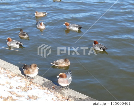ヒドリガモ(水元公園) ヒドリガモ(水元公園) 135000461