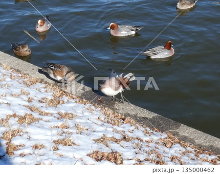 ヒドリガモ(水元公園) ヒドリガモ(水元公園) 135000462