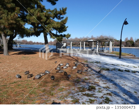 ヒドリガモ(水元公園) ヒドリガモ(水元公園) 135000473