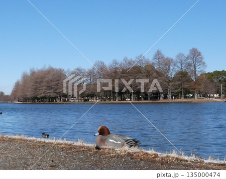 ヒドリガモ(水元公園) 135000474