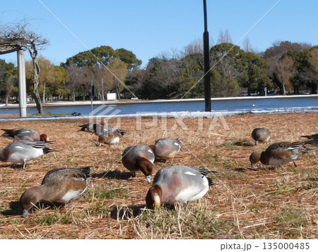 ヒドリガモ(水元公園) ヒドリガモ(水元公園) 135000485