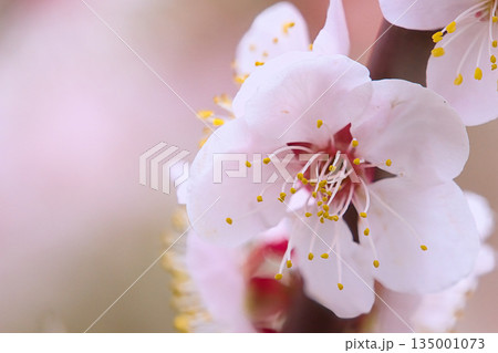 春の訪れを告げる梅の花 春の訪れを告げる梅の花 135001073