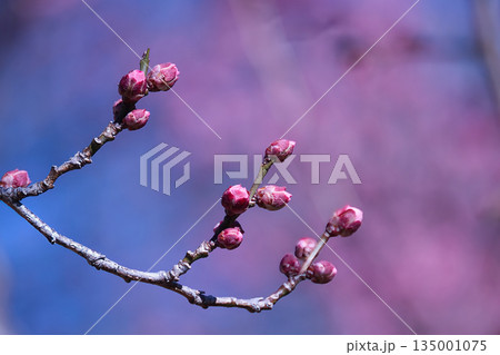 春の訪れを告げる梅の花 135001075
