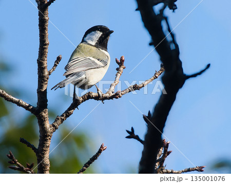 枝に止まるシジュウカラ 135001076