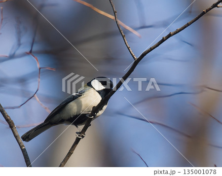 枝にとまるシジュウカラ 枝にとまるシジュウカラ 135001078
