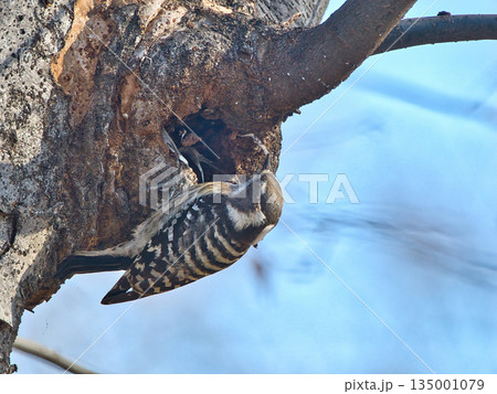 木に止まるコゲラ 木に止まるコゲラ 135001079