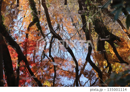 東京の紅葉 135001114