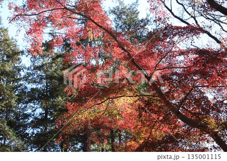 東京の紅葉 135001115