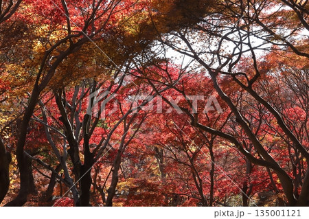 東京の紅葉 東京の紅葉 135001121