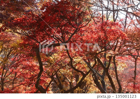 東京の紅葉 東京の紅葉 135001123