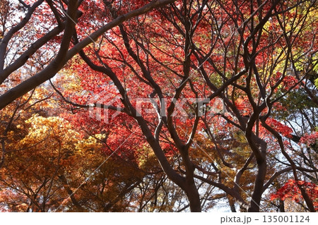 東京の紅葉 135001124