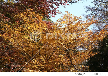 東京の紅葉 東京の紅葉 135001139