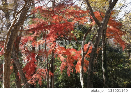 東京の紅葉 135001140