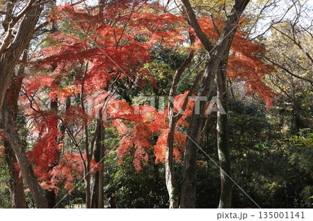東京の紅葉 135001141