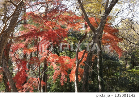 東京の紅葉 135001142