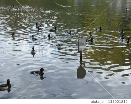 キンクロハジロ(三ツ池公園) キンクロハジロ(三ツ池公園) 135001212