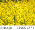 眩しい菜の花畑 135001274