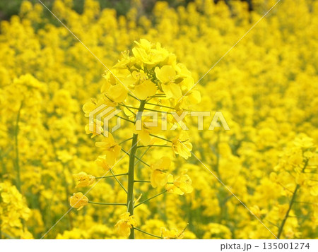 眩しい菜の花畑 眩しい菜の花畑 135001274