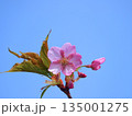 青空に映える河津桜 135001275