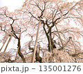 満開になった三春滝桜 135001276
