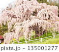 福島県の三春滝桜 135001277