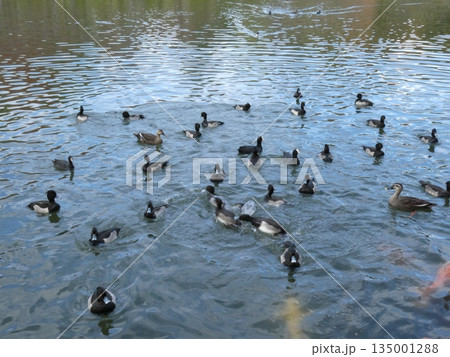 キンクロハジロ(水元公園) キンクロハジロ(水元公園) 135001288