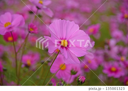 コスモス 135001323