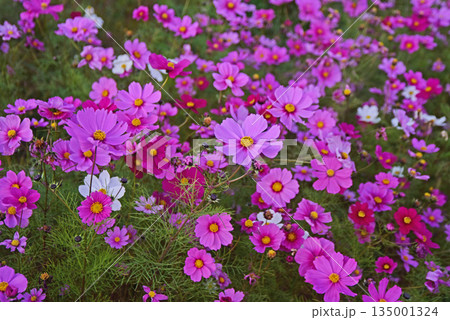 コスモス畑 135001324