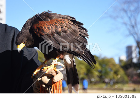 モモアカノスリ 135001388