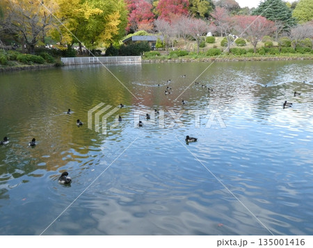 キンクロハジロ(水元公園) 135001416