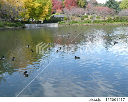 キンクロハジロ(水元公園) 135001417