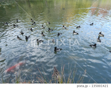 キンクロハジロ(水元公園) キンクロハジロ(水元公園) 135001421