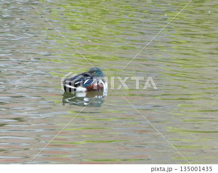 キンクロハジロ(水元公園) 135001435