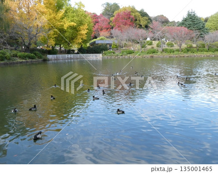 キンクロハジロ(三ツ池公園) キンクロハジロ(三ツ池公園) 135001465
