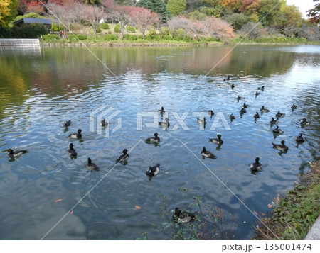 キンクロハジロ(三ツ池公園) キンクロハジロ(三ツ池公園) 135001474