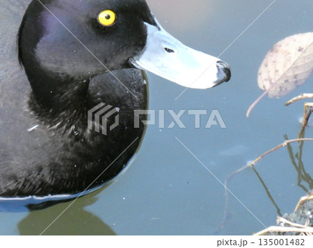 キンクロハジロ(三ツ池公園) キンクロハジロ(三ツ池公園) 135001482