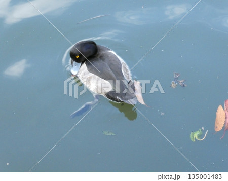 キンクロハジロ(三ツ池公園) キンクロハジロ(三ツ池公園) 135001483