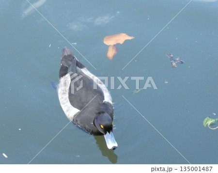 キンクロハジロ(三ツ池公園) 135001487